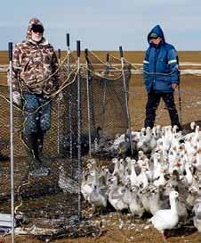 Light goose breeding colonies have since expanded in size, and new colonies have been established as populations have increased exponentially.