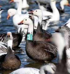 In fact, waterfowl managers now believe that the total light goose population exceeds 15 million lesser snow geese, 1.5 million Ross s geese, and 1 million greater snow geese.