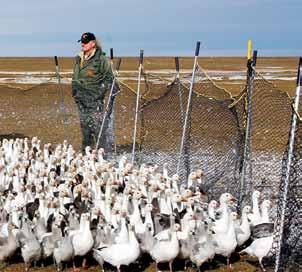 Impacts on Habitat and Other Wildlife The effects of light goose overabundance were initially documented on breeding areas in the central and eastern Arctic and subarctic, but recent surveys indicate