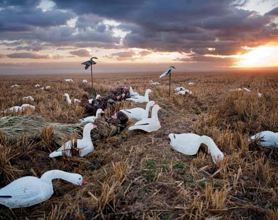 Light Goose Dilemma The Light Goose Conservation Order, first implemented in 1999, has provided waterfowlers with unprecedented hunting opportunities. toddsteelephotoart.