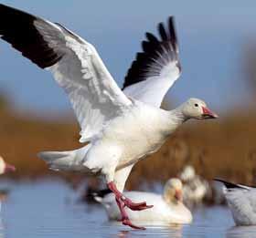 justified, and efforts to monitor the status of light goose populations and habitats must continue. What else can waterfowl managers do?