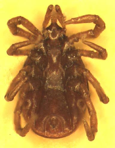 Life stage - nymph Nymphal ticks lack a well-defined genital aperture although it may appear as a tiny pore.