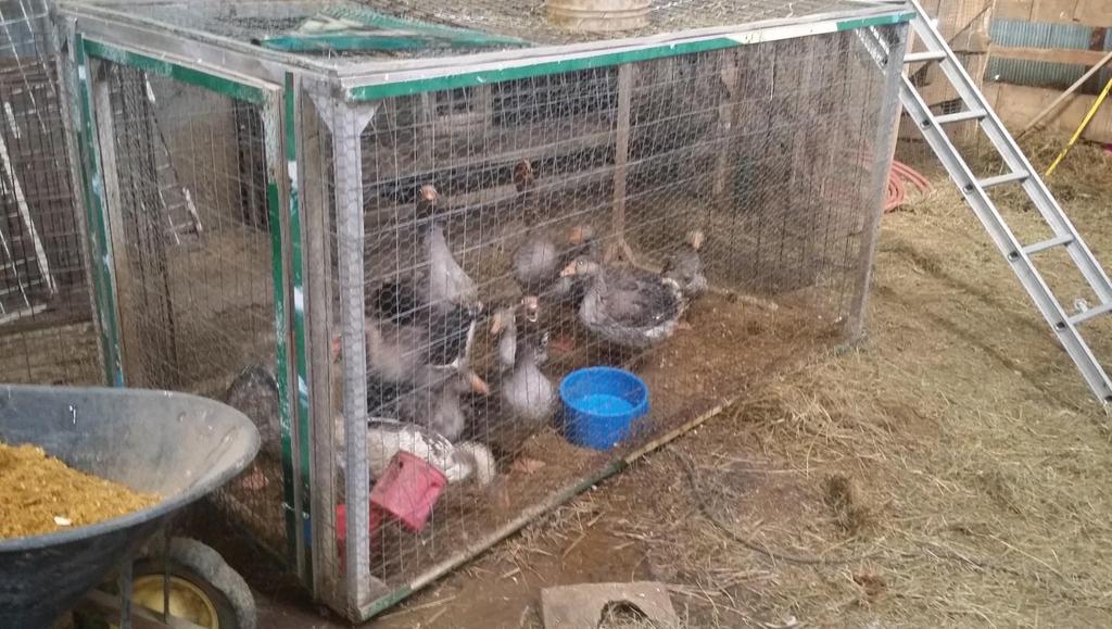 Fowl and livestock is kept within the barn that