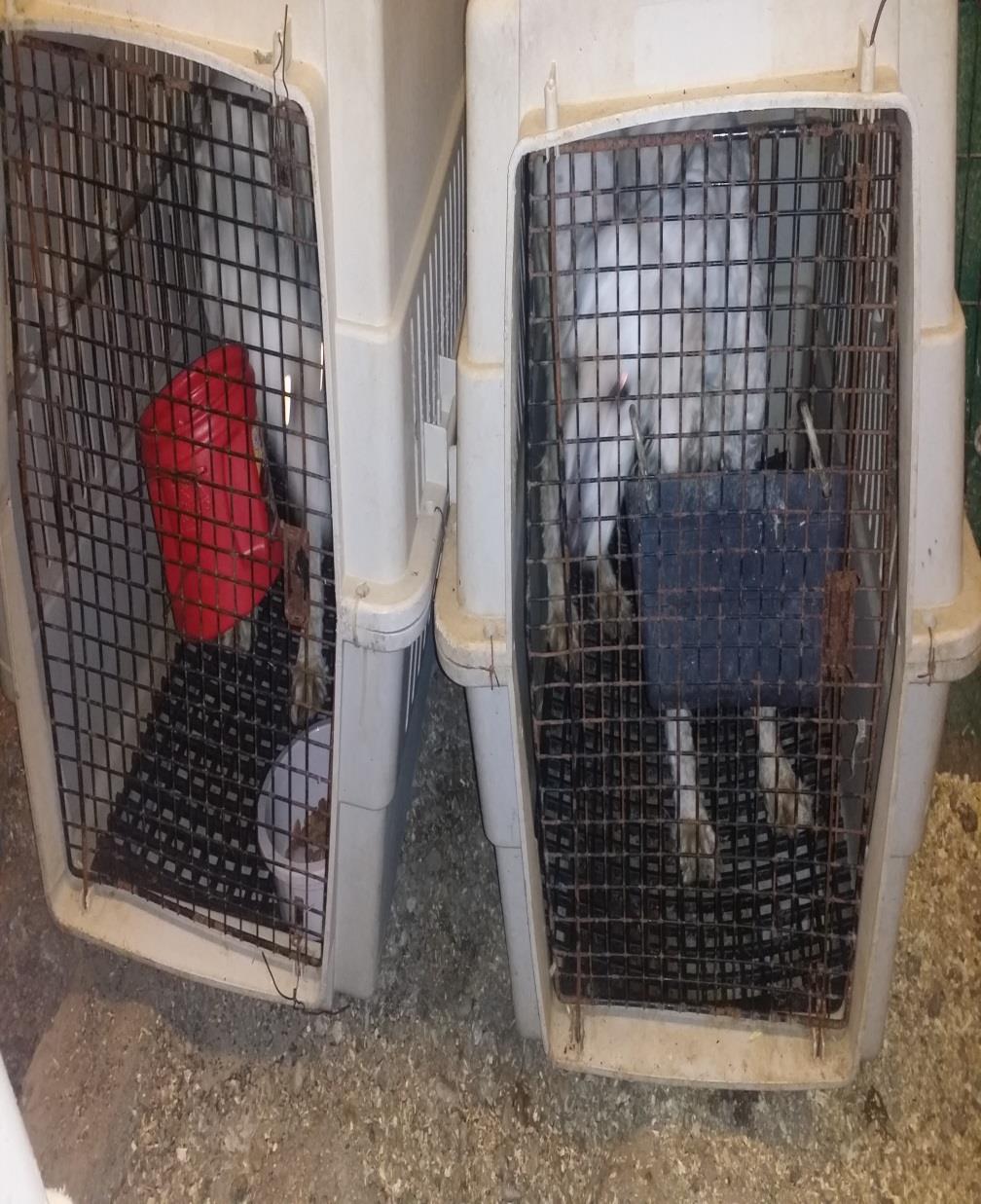 Multiple dogs were housed in airline crates. These crates are meant for transport or for temporary housing while the owner is away. Crates are not meant for permanent living conditions.