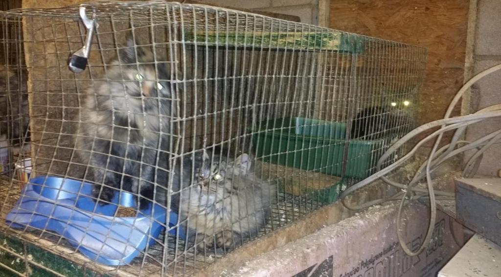 The cat cages in the warm area of the barn housed more than 1 cat.the cat cage had a litter box, small area to sit and then the area where the food and water bowl is located.
