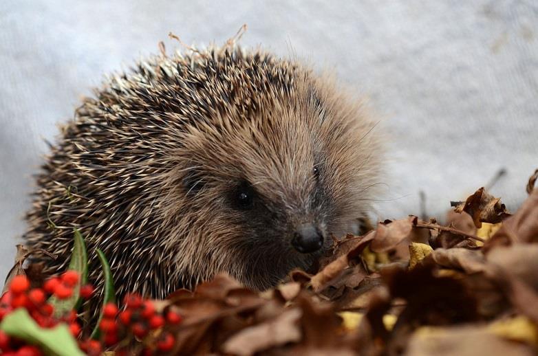 European Hedgehog (Erinaceus europaeus) common. However, it is currently a species of concern and has been classified as a priority conservation species by the People s Trust for Endangered Species.