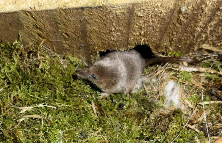 Identification: Like all shrews, it has a long flexible snout with small ears and very small eyes, but with a noticeably more domed head shape than the other shrew species.