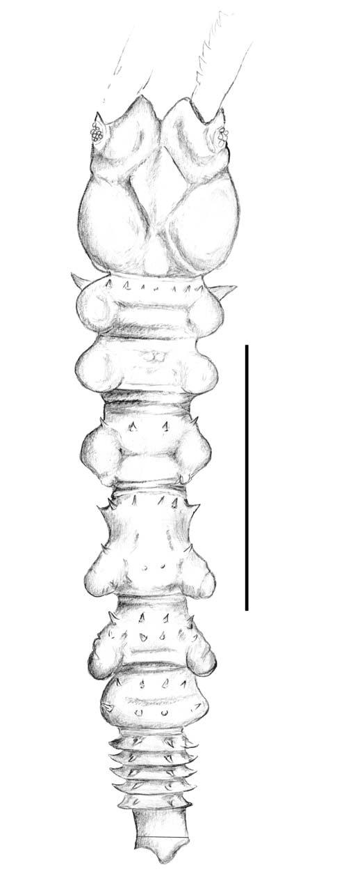 Apseudomorpha of eastern Australia 143 Figure 24.
