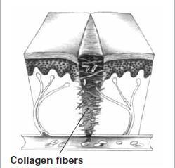 Phase 2 migration/proliferation Day 5-14 Collagen (Scar) Formation