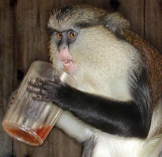 Mona guenon monkey Sasha (about ten years old), drinking unsweetened