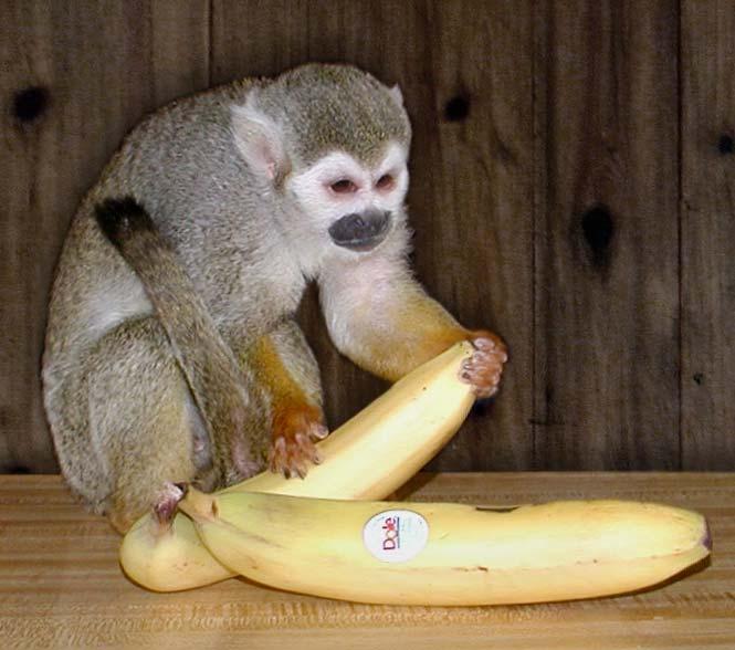 Squirrel monkey Pip, (all time favorite monkey) (male, over twenty years old) eating pulling his bananas apart.