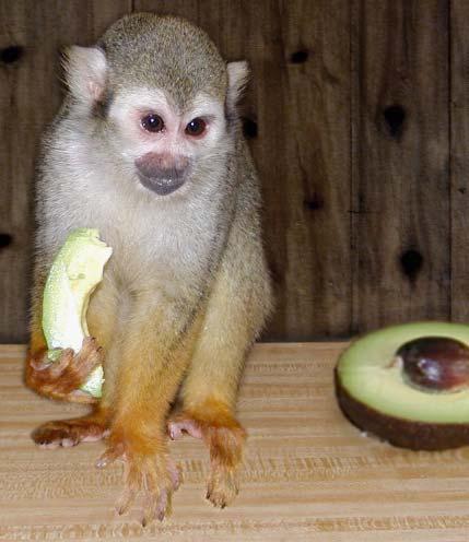 Squirrel monkey Abby, eating avocado (about nineteen years old, one pound).