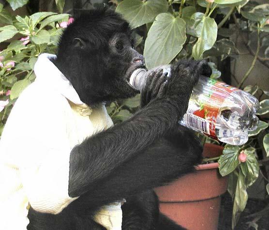 Black spider monkey Samantha (approximately 40 yrs old, 16 pounds) opening bottle containing drinking water.