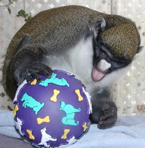 Spot-nosed guenon Danny, playing with dog feeding ball (treats come out of a hole in the ball, Danny s favorite kind of toy, but