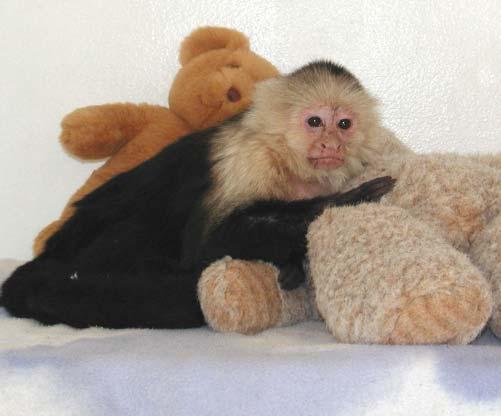 Adult white-faced capuchin Heidi resting in the house.