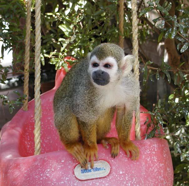 Squirrel monkey Pip, (male, over twenty years old) on his