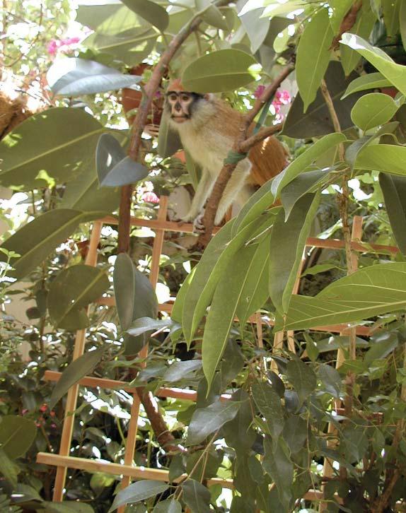 Juvenile patas monkey Bhuti (at about three