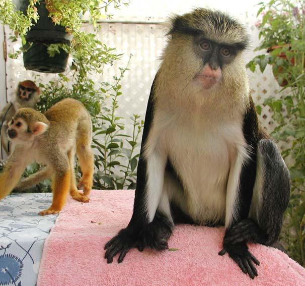 Adult mona guenon Sasha, front, squirrel monkey Abby, to left
