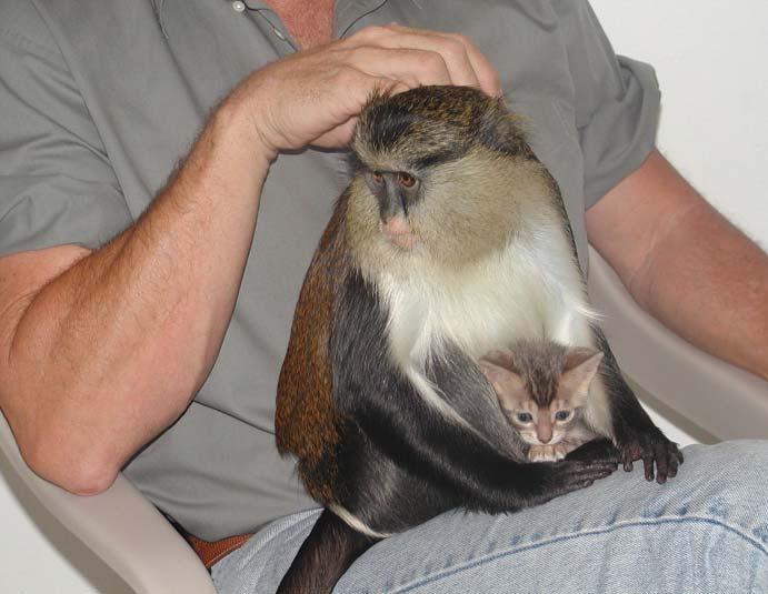 Adult mona guenon monkey Sasha (about ten years old, eight pounds), loves to be scratched and groomed by humans like