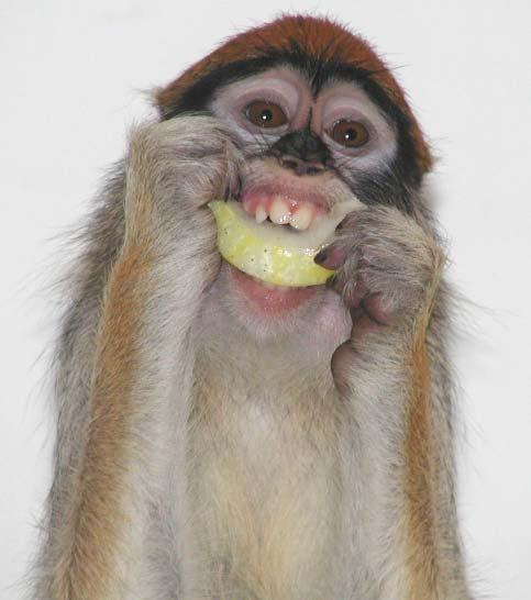 Juvenile patas monkey Bhuti (at three years old), eating lemon cucumber.