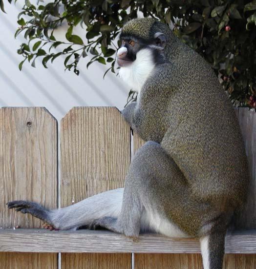 Adult (full grown) spot-nosed guenon