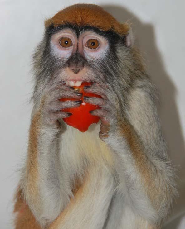 Juvenile patas monkey Bhuti (at three years old the mustache turns from black to white ), eating tomato.