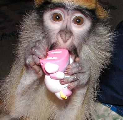 Patas monkey Bhuti (at twoyears old), with her favorite talking hello kitty toy. We are desperately seeking more of these toys, since she loves them so much and the ones she has are wearing out.