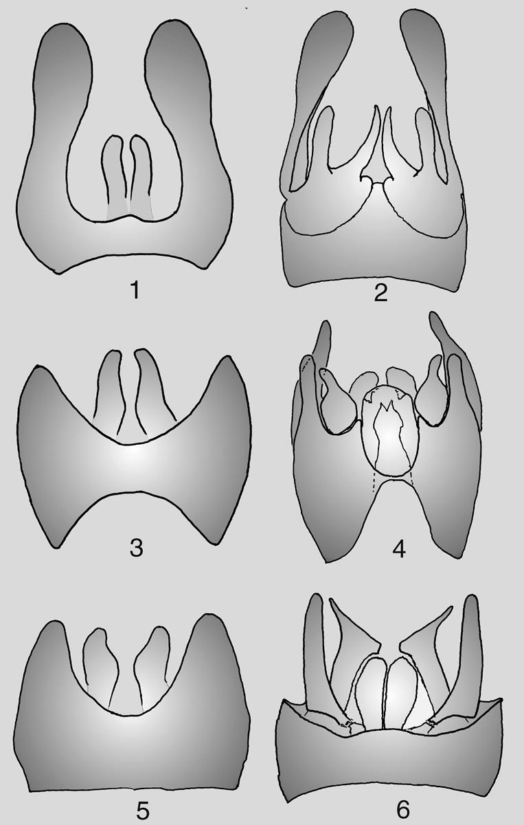FIGURES 1 6. Male terminalia: 1. Urytalpa macrocera dorsal view. 2. U. macrocera ventral view. 3. U. atriceps dorsal view. 4. U. atriceps ventral view. 5. U. rhapsodica dorsal view. 6. U. rhapsodica ventral view.