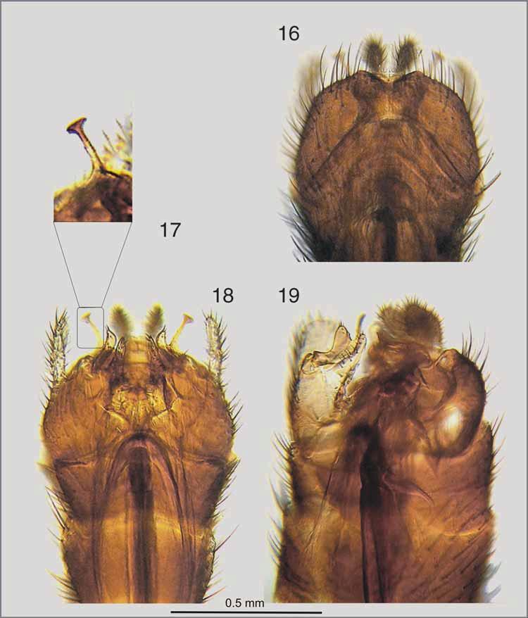 FIGURES 16 19. Urytalpa chandleri sp. n. male genitalia: 16. Dorsal view. 17. Appendage of gonostyle - ventral view. 18. Ventral view. 19. Lateral view FIGURE 20.