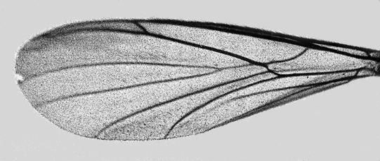 Claws of the legs with small spines below (visible by 150x). Fore metatarsus distinctly shorter than tibia. Wing (Fig. 20).