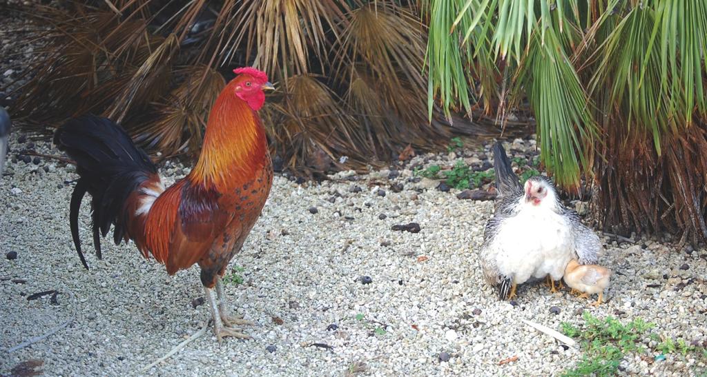 Rooster, Hen and Chicks