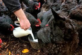 1. 4 Keep the mother well fed. Make sure that the mother hen has plenty of fresh water and food. You can switch the hen to chick starter food so that the chicks have the correct food right away.