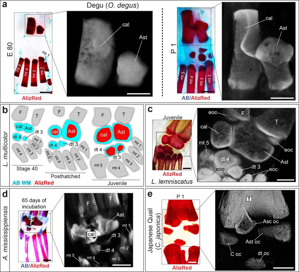 Supplementary Figure 8 Proximal ossifications in amniote ankles (a) Fetus (E80) and newborn (P1) of degu (Octodon degus, Rodentia) shows the two proximal ossifications present in the ankle of crown