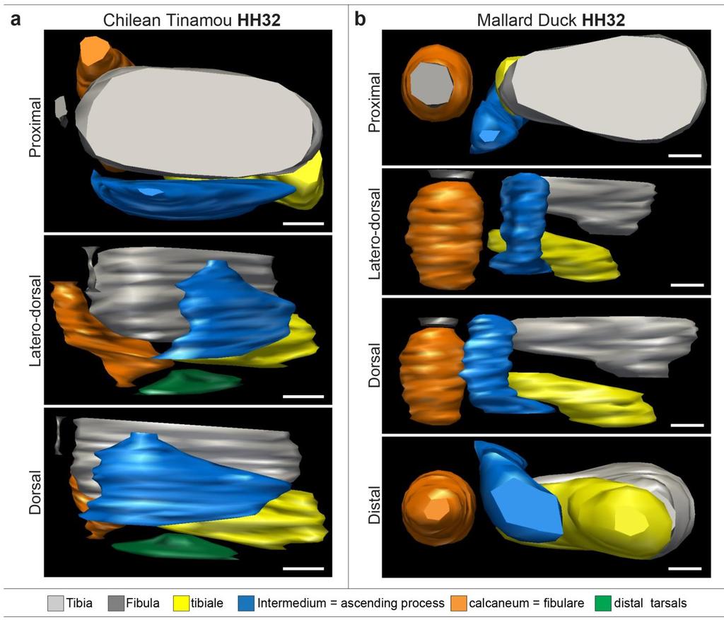 Supplementary Figure 9 3-D software reconstruction of embryonic bird ankles from stacks of histological sections (a) Stage HH32 of