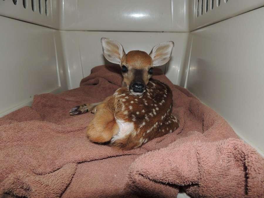 White-tailed Deer fawn Here is something to help you out in case you find one and are not sure if it needs help!
