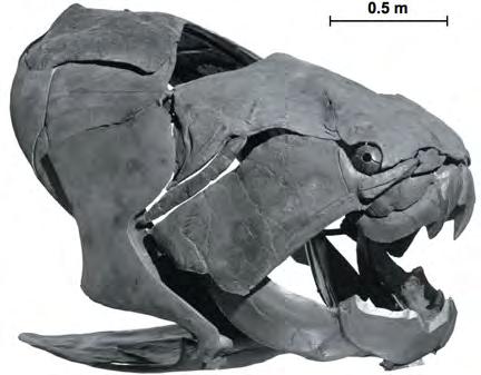 GNATHOSTOMES: vertebrates with jaws Placodermi earliest jawed