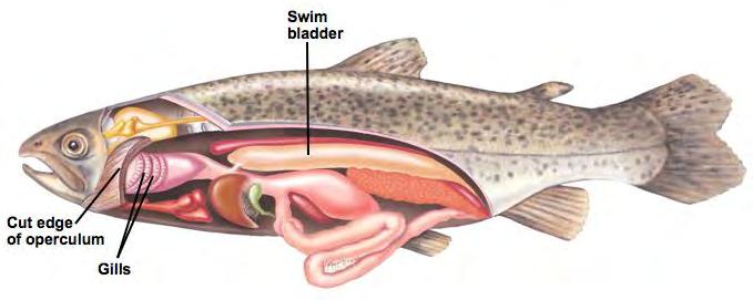 Osteichthyes: Bony fish Ancestrally: Operculum: bony flap covering the gills externally Swim