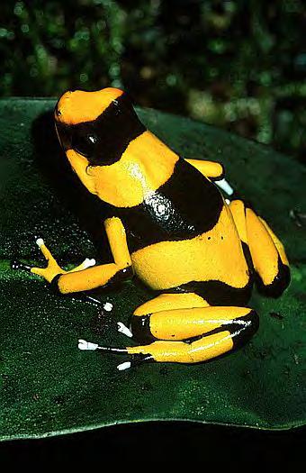 Anura: Frogs & Toads 5420 species