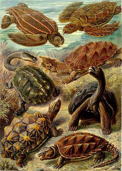 Reptiles: Testudines Turtles: 307 known species First fossils ~210 mya Terrestrial, freshwater,