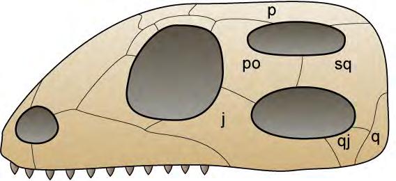 Reptiles: Diaspids Distinguished by two ancestral skull openings (temporal fenestrae) posteriorly