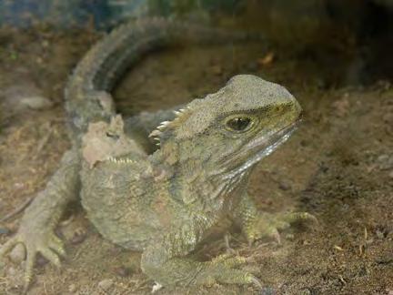 Reptiles with overlapping scales Ectothermic Derive metabolic heat from environment Sphenodontia Tuataras only living examples (2 species) Part of