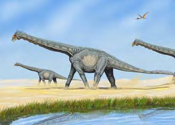 Archosauria: SAURISCHIA Lizard-hip dinosaurs Two lineages