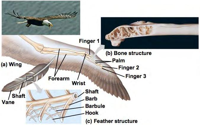 Modern Birds Feathers