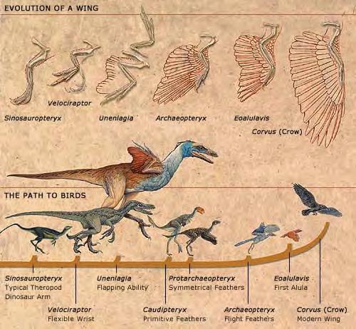 The Evolution of Flight Birds are derived Coelurosauria