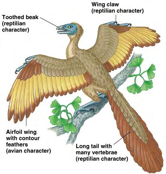 The Evolution of Flight First fossil with evidence of mechanical properties of flight