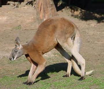 Marsupials: