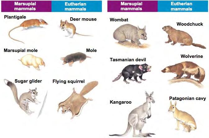 Marsupials: Metatheria Fossils present in ALL continents
