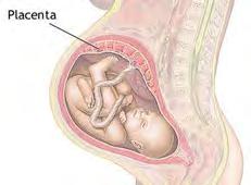 Placentals: Eutheria Embryo attaches itself to the uterus