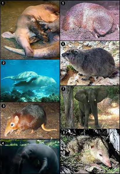 Clade I: Afrotheria Golden moles 5 & tenrecs 8, elephant shrews 3, aardvarks 1, hyraxes 6, elephants 7 and manatees 2,4 Includes largest land animal and