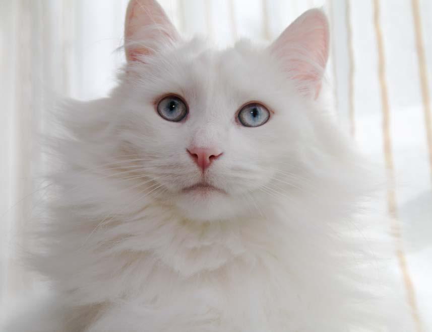 65-85% cats blue eyes + white fur